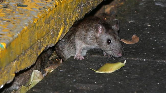 Large brown rats come out at night in Sydney’s inner city and suburbs. Picture: Bill Hearne