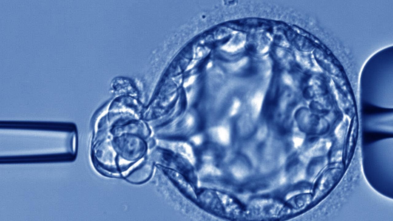 ‘Own embryo’: Horror IVF incident