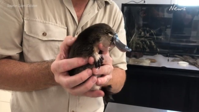 Jarrah the juvenile platypus' recovery