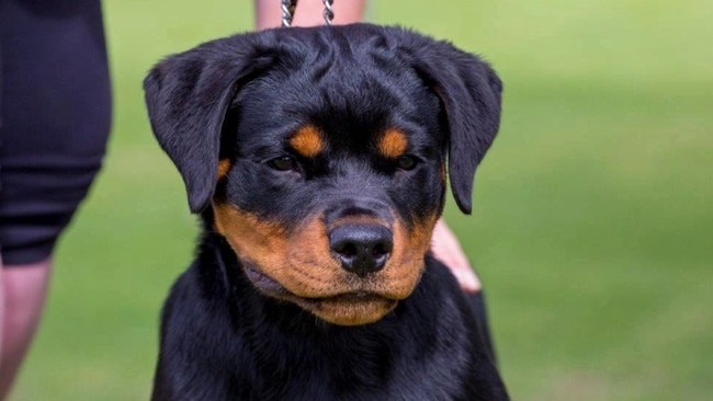 Kym Nixon's five-year-old rottweiler Rogue was badly injured when she was attacked by a hunting dog in Girraween several weeks ago. Picture: Supplied