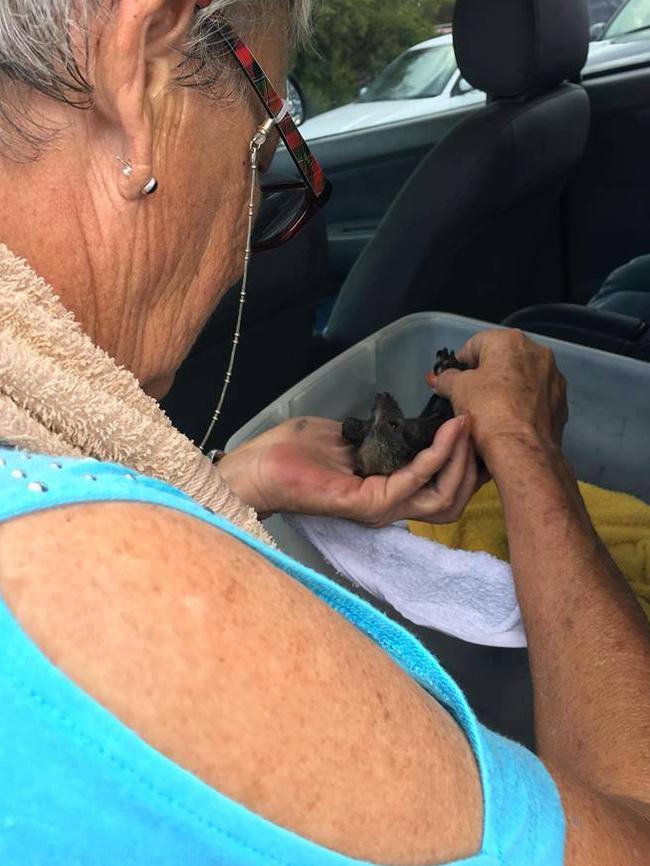 WIRES volunteers care for the flying foxes. Picture: WIRES