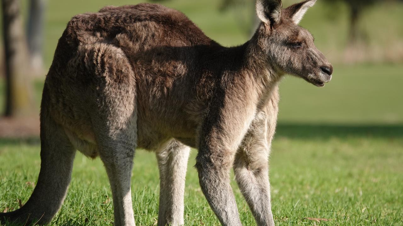 The drink-driver claimed a kangaroo caused him to swerve and crash.