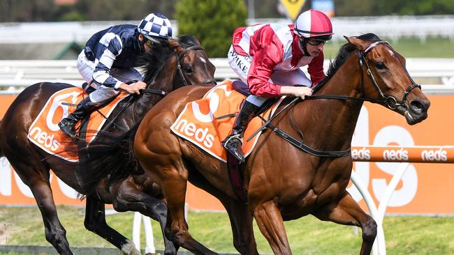 Star WA mare Arcadia Queen is locked in for the All-Star Mile. Picture: Getty Images