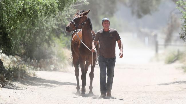 Melbourne Cup hope Surprise Baby lives on an expansive property just outside Horsham, in the picturesque Wimmera region of western Victoria. Picture: Michael Klein