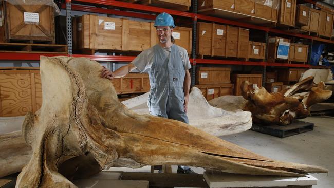 The South Australian Museum is moving one of the skulls of the eight sperm whales, which washed up on the beach at Ardrossan in December 2014, at it's Bolivar research centre. Collections Manager for mammals, David Stemmer, oversaw the moving in 2016. Picture Dean Martin