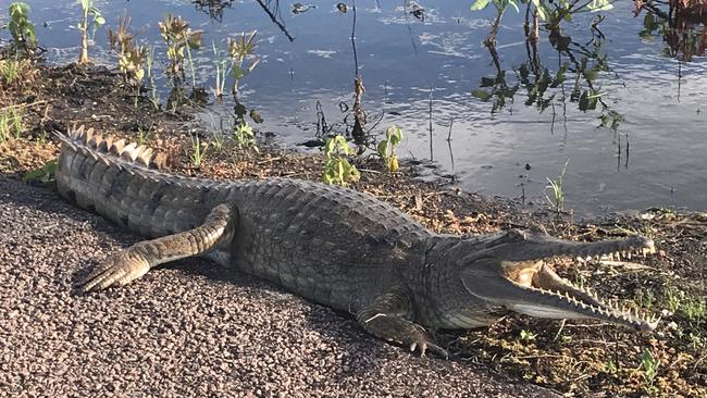 A freshwater crocodile smiling for the snap-arazzi at Fogg Dam in the Northern Territory. Picture: Werner Kalin