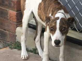 Pup "Rocky" died after being starved to death. Photo courtesy of the RSPCA.