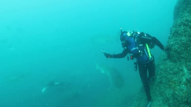 VIDEO 2: Pregnant grey nurse sharks swim gracefully at Wolf Rock