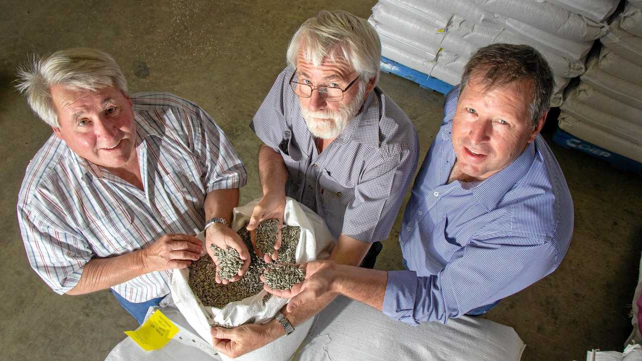 TIME TO MOVE ON: Terry and Graham Deacon and Mark Schmidt inspect seeds at Deacon Seeds in Dalby. After more than half a century in the family, the Deacon brothers have made the decision to sell the business. Picture: Dominic Elsome