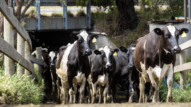 Cows coming in for milking.