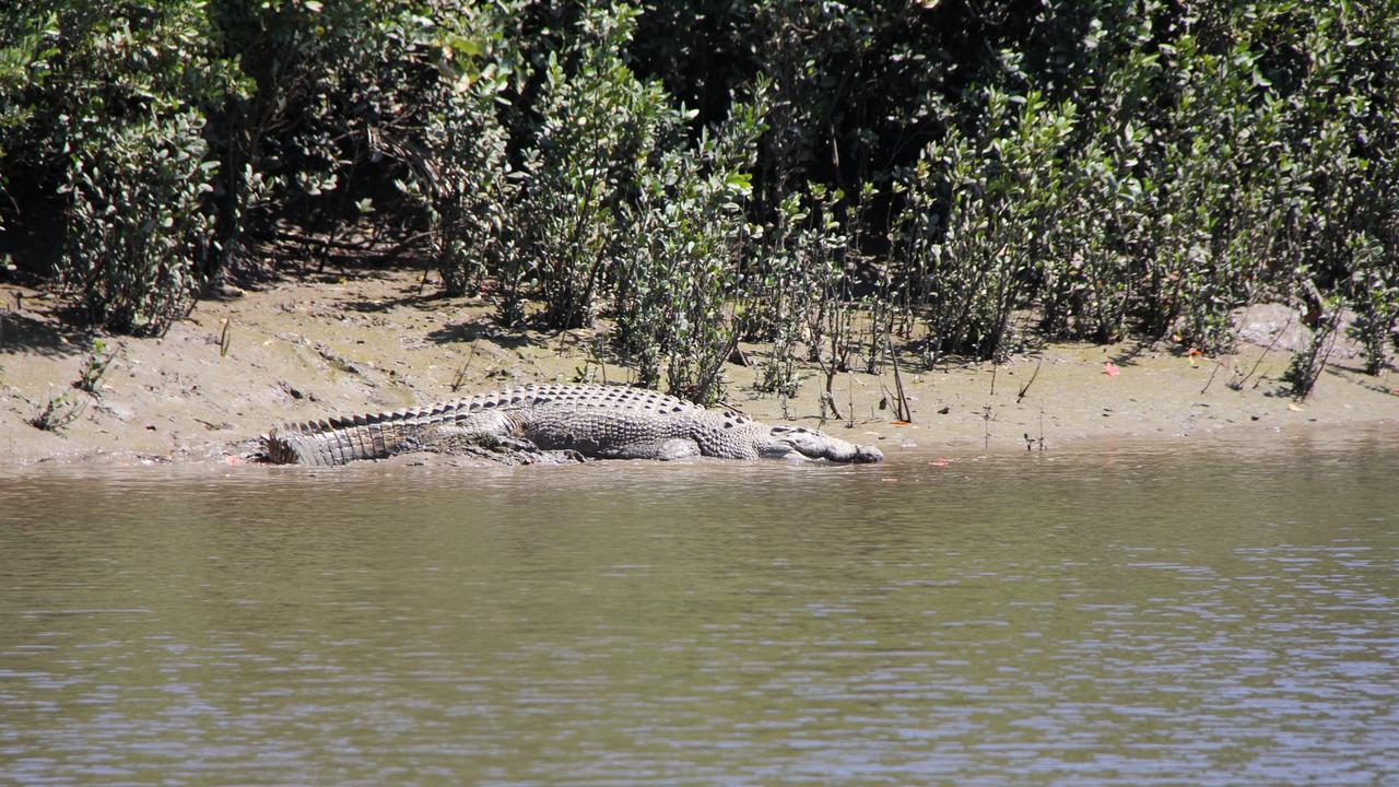 Crocodiles spotted between Zilzie, Kinka and Byfield National Park ...