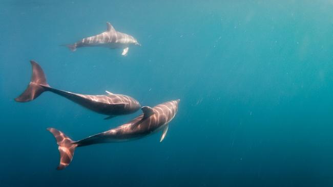 Get up close with wild dolphins with Temptation Sailing.
Picture: Kirk Ryan-Welsh