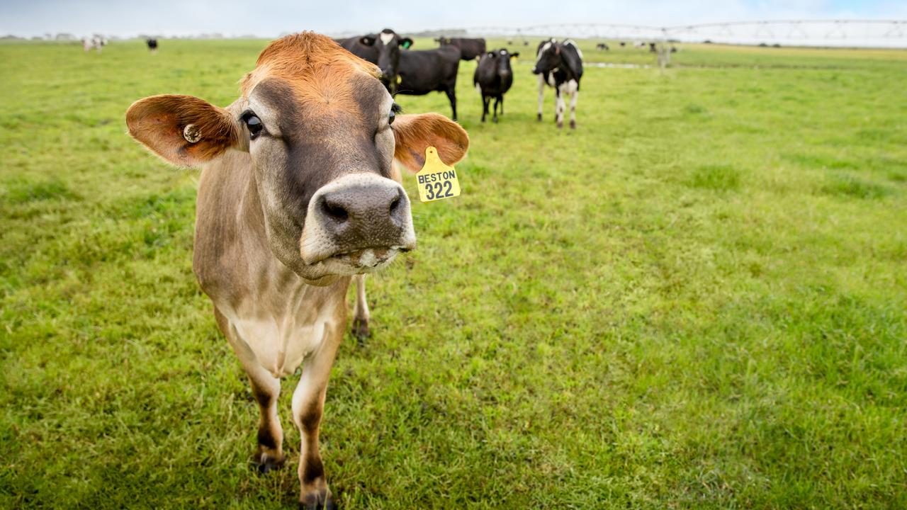 Beston dairy cows on the company's farms. Picture: Supplied