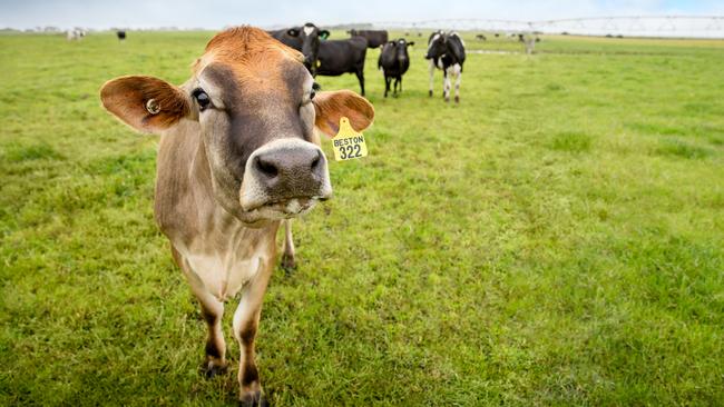 Beston dairy cows on the company's farms. Picture: Supplied
