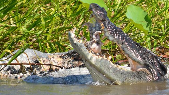 A 4m croc was captured feasting on another croc at Corroboree Billabong on Saturday. Picture: Shane Buzz Bailey