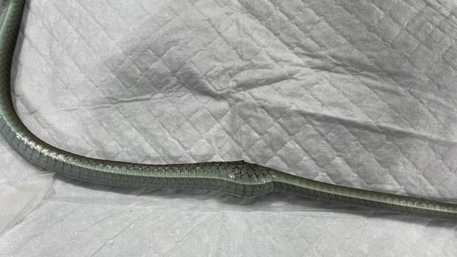 The snake underwent an ultrasound and radiography in an attempt to diagnose the cause of the mass. Picture: Facebook / The Unusual Pet Vets