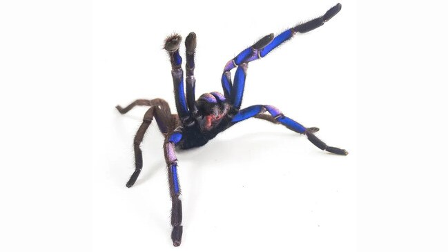 Chilobrachys natanicharum. Picture: Narin Chomphuphuang