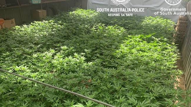 Four men have been charged over a number of illicit drug crops uncovered yesterday in the northern suburbs. Picture: SA Police.