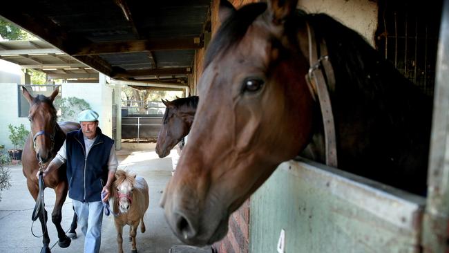 Horse trainer Ron Leemon wants a safer environment created for horses and their handlers.