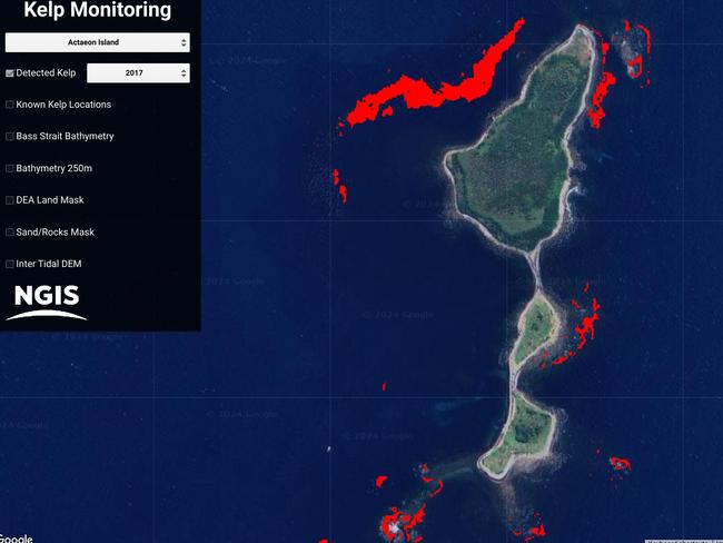 An Earth Engine image showing the range of giant kelp forests (in red) around Tasmania's Actaeon Island in 2017.