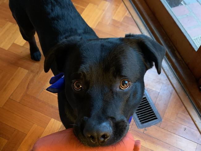 The two-year-old black labrador-cross was taken by a man from his Brunswick home on Sunday. Picture: Courtney Beaumont