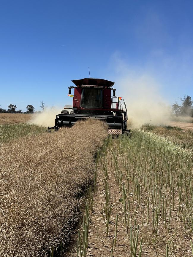 Windrowed canola being harvested. Picture: Rural Logic