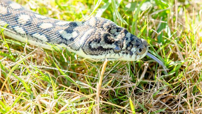 Generic photograph of snake catcher Glenn 'Ozzie' Lawrence from OzCapture Snake Relocation with python in Berrinba industrial area, Thursday, July 11, 2019 (AAP Image/Richard Walker)