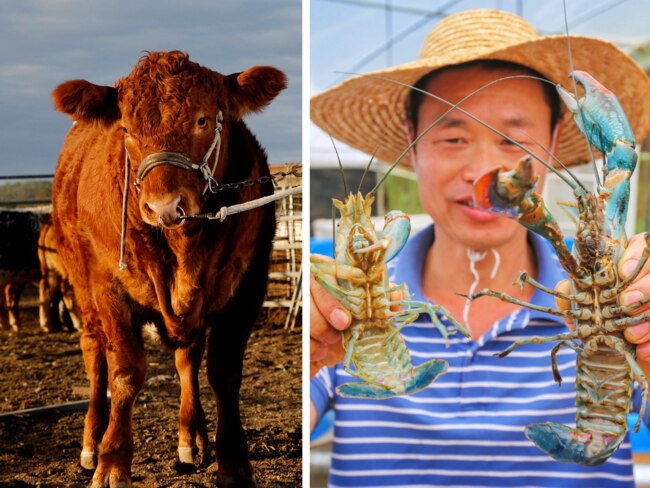 In Beijing Albanese will raise the black-listing of Australian live lobsters and restrictions on a clutch of beef abattoirs. Picture: Supplied