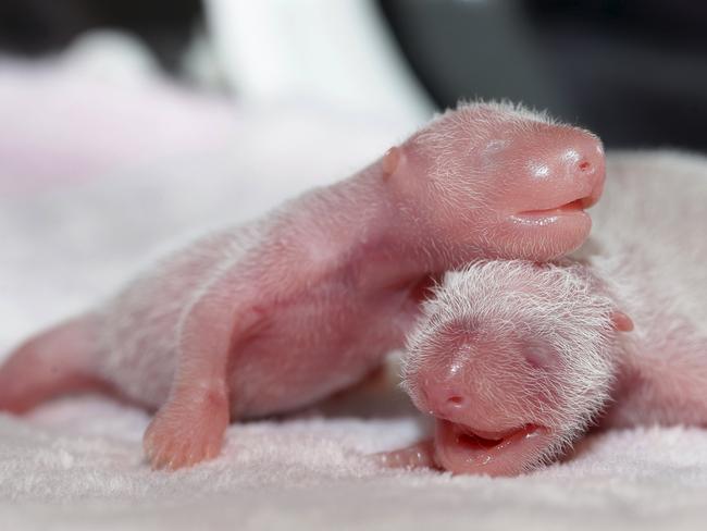 Newborn twin female panda cubs are seen inside an incubator at the Giant Panda Research Base in Chengdu, Sichuan province, China, June 22, 2015. Giant panda Ke Lin at the base gave birth to the female twins on Monday, local media reported. Picture taken June 22, 2015. REUTERS/China Daily CHINA OUT. NO COMMERCIAL OR EDITORIAL SALES IN CHINA TPX IMAGES OF THE DAY