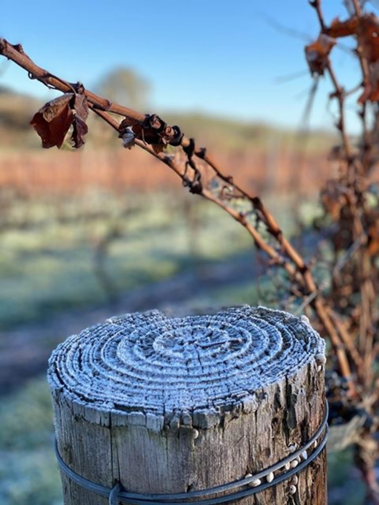 Frost at Kilikanoon Wines Cellar Door . Picture: Sophie Cocks