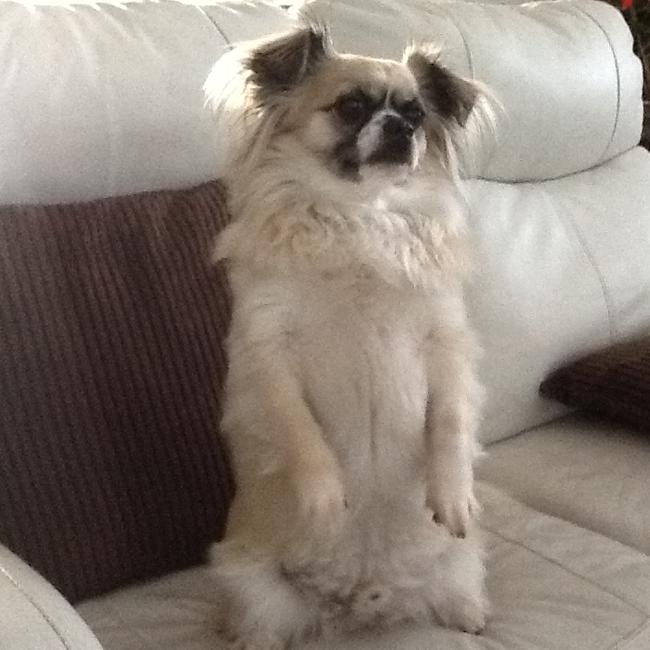JAXON: Jaxon’s owners are unsure what the long-haired chihuahua is crossed with, but from his customary stance suspect it may be a meerkat.