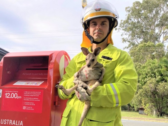 A joey has been rescued from a post box on the Gold Coast. Picture: Queensland Fire and Rescue Service