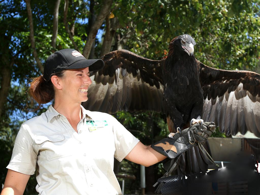 Currumbin Wildlife Sanctuary when it unveils its new free flight bird