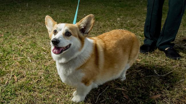 Haku the corgi has been returned home safe to owner Carmen Pham by pet theft investigator Kirilly Cull from Missing and Stolen Pets Australian Picture: Jerad Williams