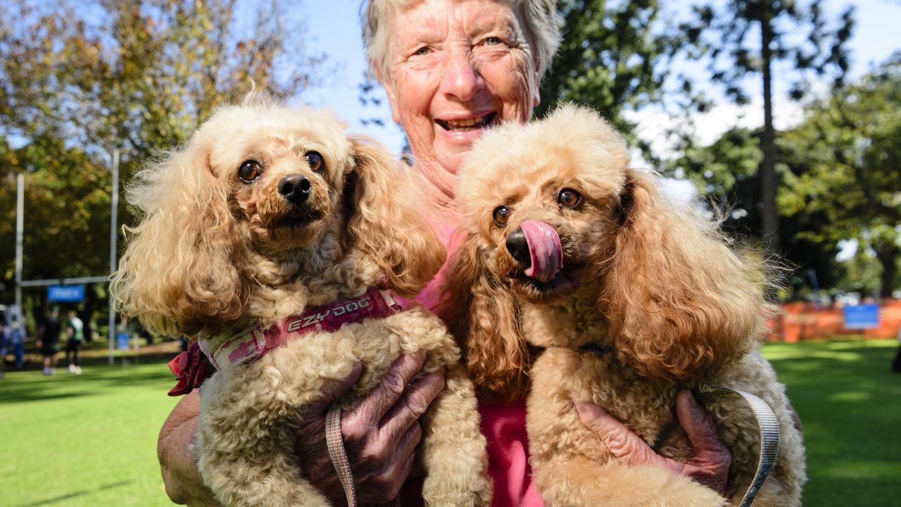 Doggies take one last lap for charity