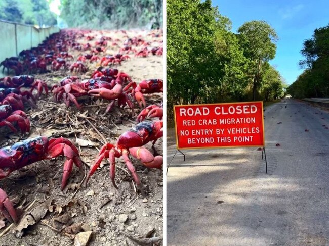 Millions of red crabs swarm Christmas Island. Picture: Facebook/Christmas Island Tourism