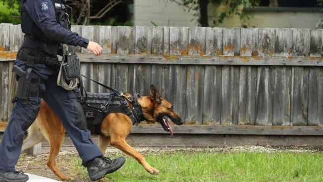 The QPS Dog Squad was called in to assist. File image