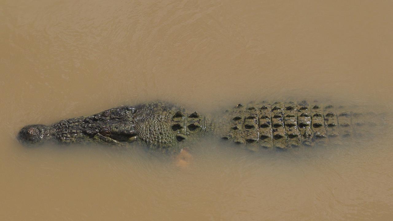 Cairns crocodile controversy: Debate breaks out as humans come into ...