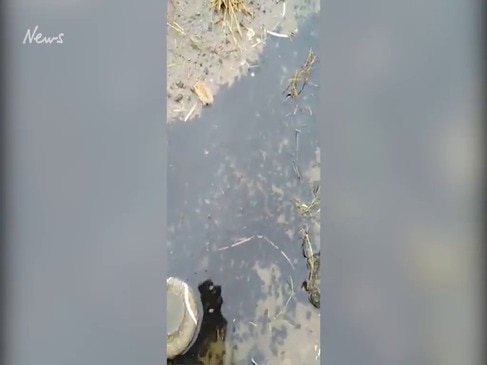 Cane toad tadpoles found on Brisbane site