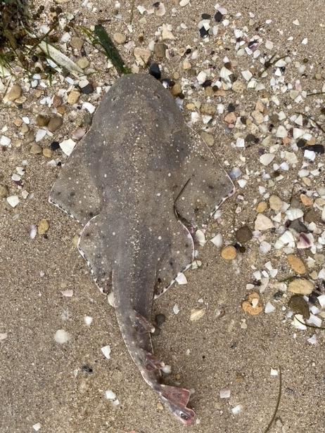Two rare angelsharks were discovered washed up on the Yorke Peninsula over the past two weeks. Picture: Lochie Cameron