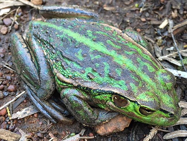 Green and gold frog. Picture: SUPPLIED