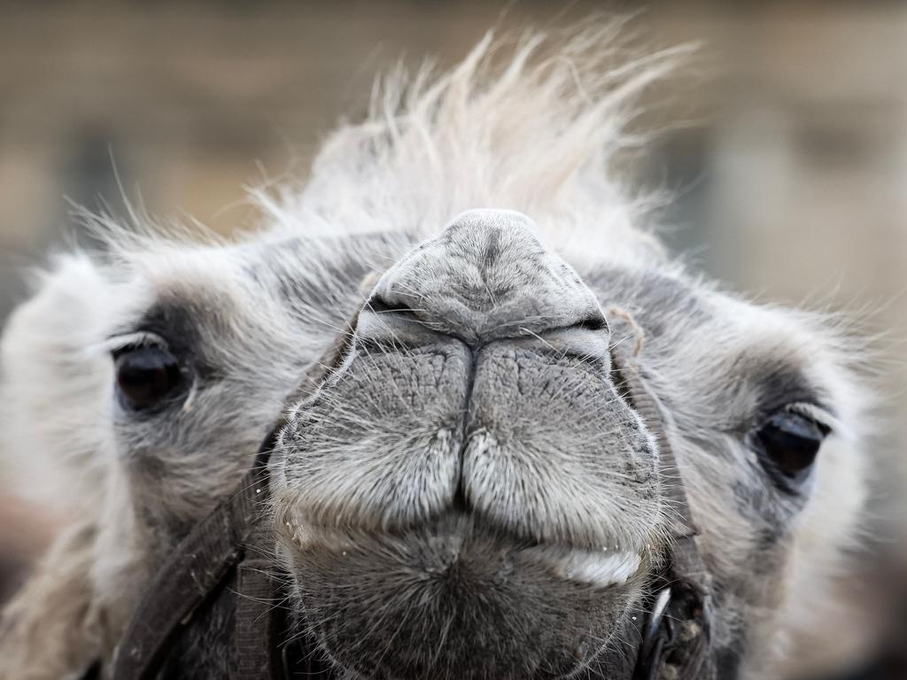 A camel appears in ‘The Amazing Parade’ at Chateau de Vincennes near Paris. Picture: Alain Jocard/AFP