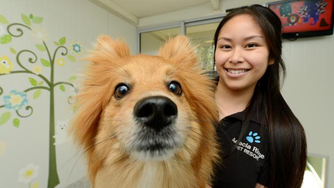 TV, toys and treats are the norm for pooches booked into luxury suites at  the Acacia Ridge Pet Resort | The Courier Mail