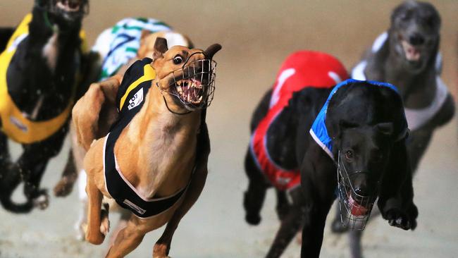 Greyhound racing will continue in Queensland and Victoria. Picture: Mark Evans