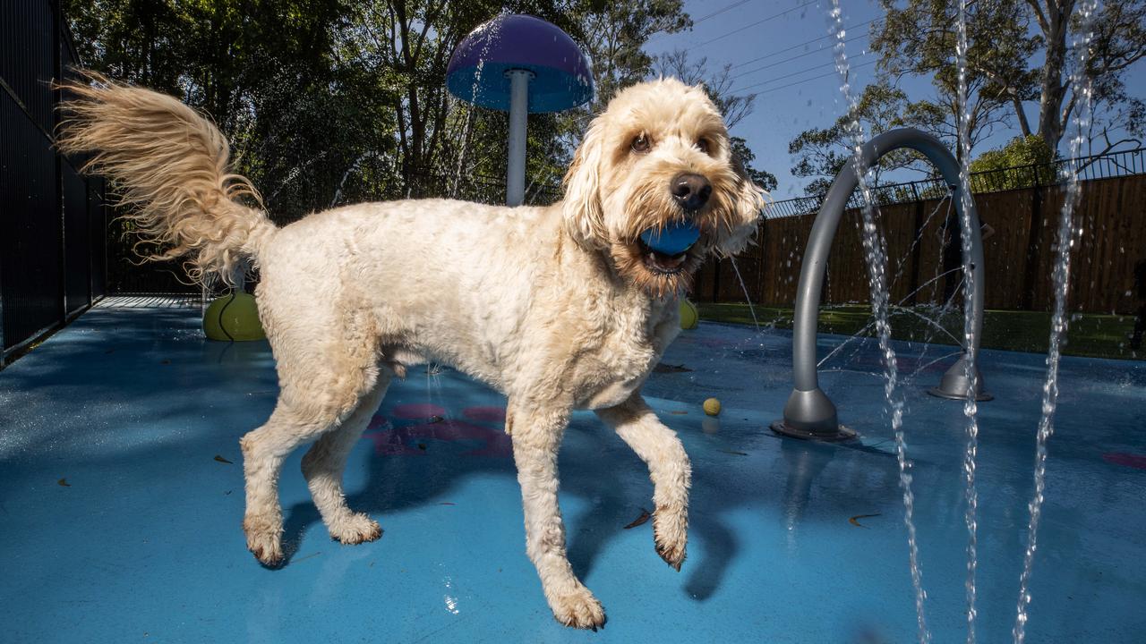 Harley the groodle enjoys a play in the new splash park at Pet Resorts Australia resort in Edmundi-Noosa. Picture Lachie Millard