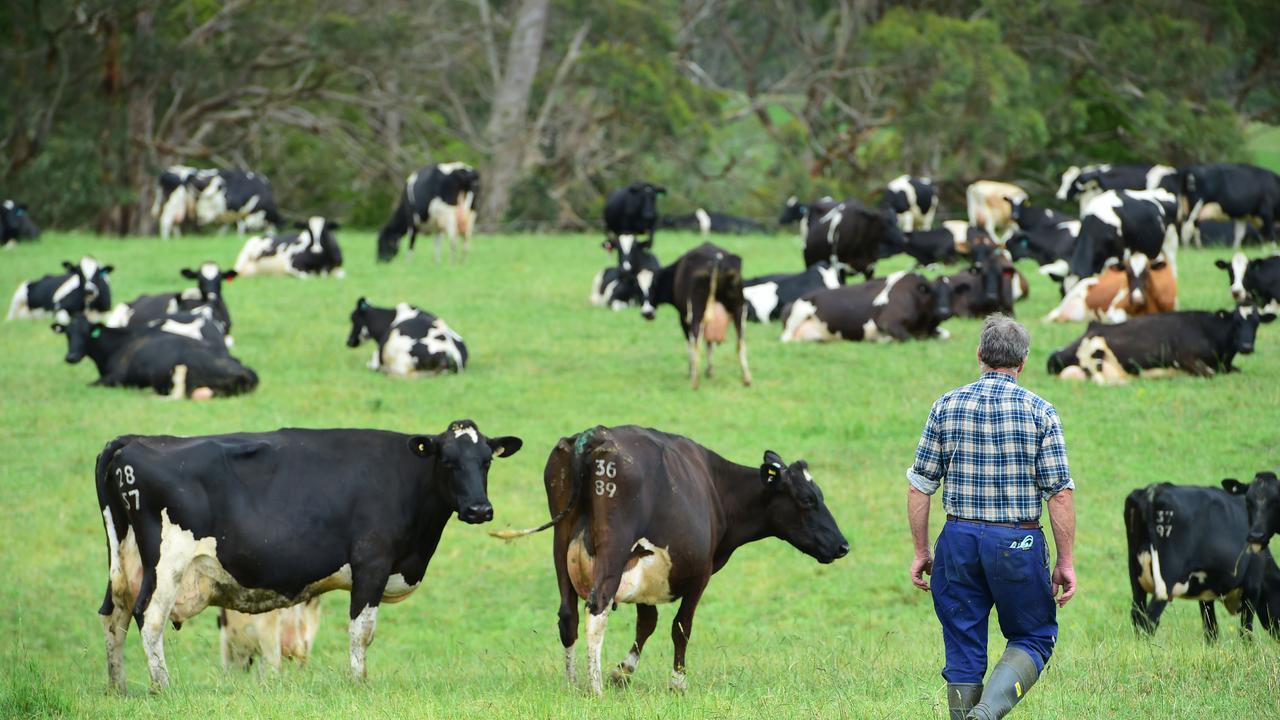 There are calls for the nation’s peak competition and consumer regulator to examine why farmgate milk prices have stalled. Picture: Zoe Phillips