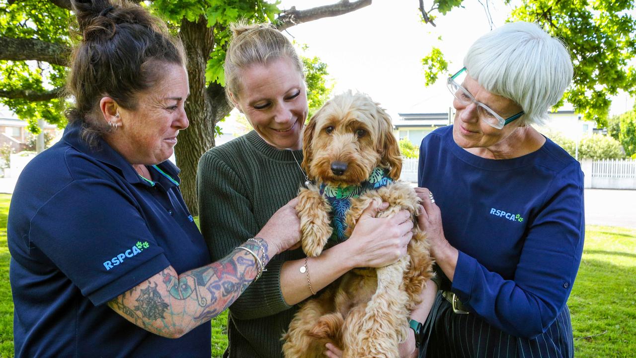 Rescued labradoodle Ted with his foster carer Ingrid Oliver of West Launceston, northern labradoodle foster care project manager Lauren Chenhall and RSPCA CEO Andrea Dawkins. Picture: Patrick Gee