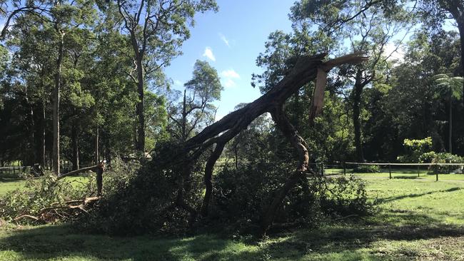 A property at Valdora, on the Sunshine Coast, had multiple trees down after the wild weather on Saturday.