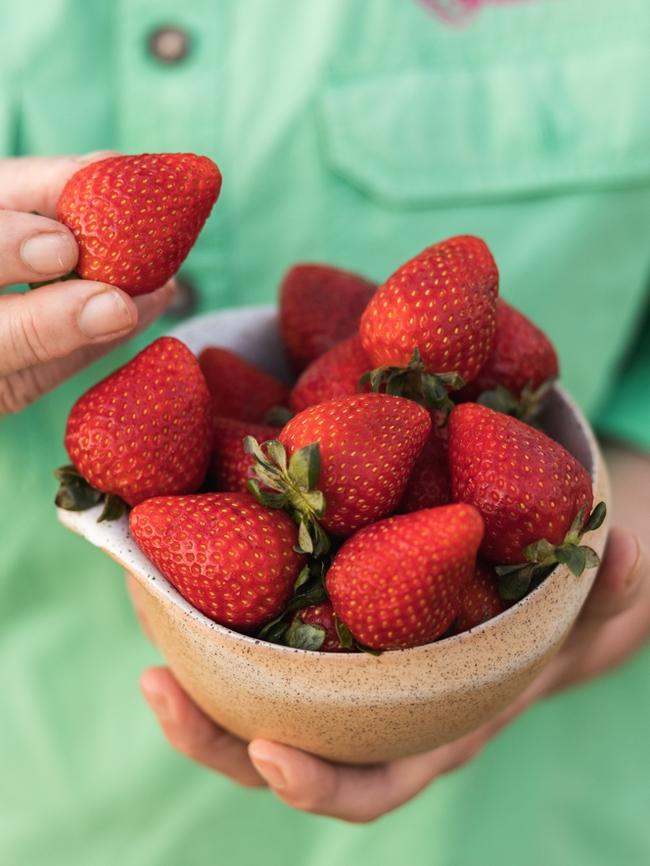 Strawberries from Tinaberries at Woongarra, between Bundaberg and the Coral Coast, Queensland.