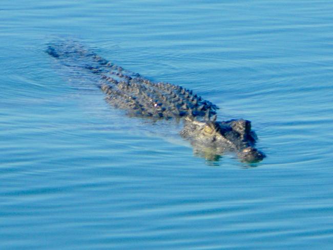 A local croc takes an interest in the boat.